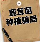 河南新郑一公司被指以种植鹿茸菌为名行欺诈之实